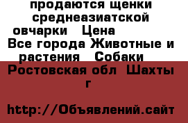 продаются щенки среднеазиатской овчарки › Цена ­ 30 000 - Все города Животные и растения » Собаки   . Ростовская обл.,Шахты г.